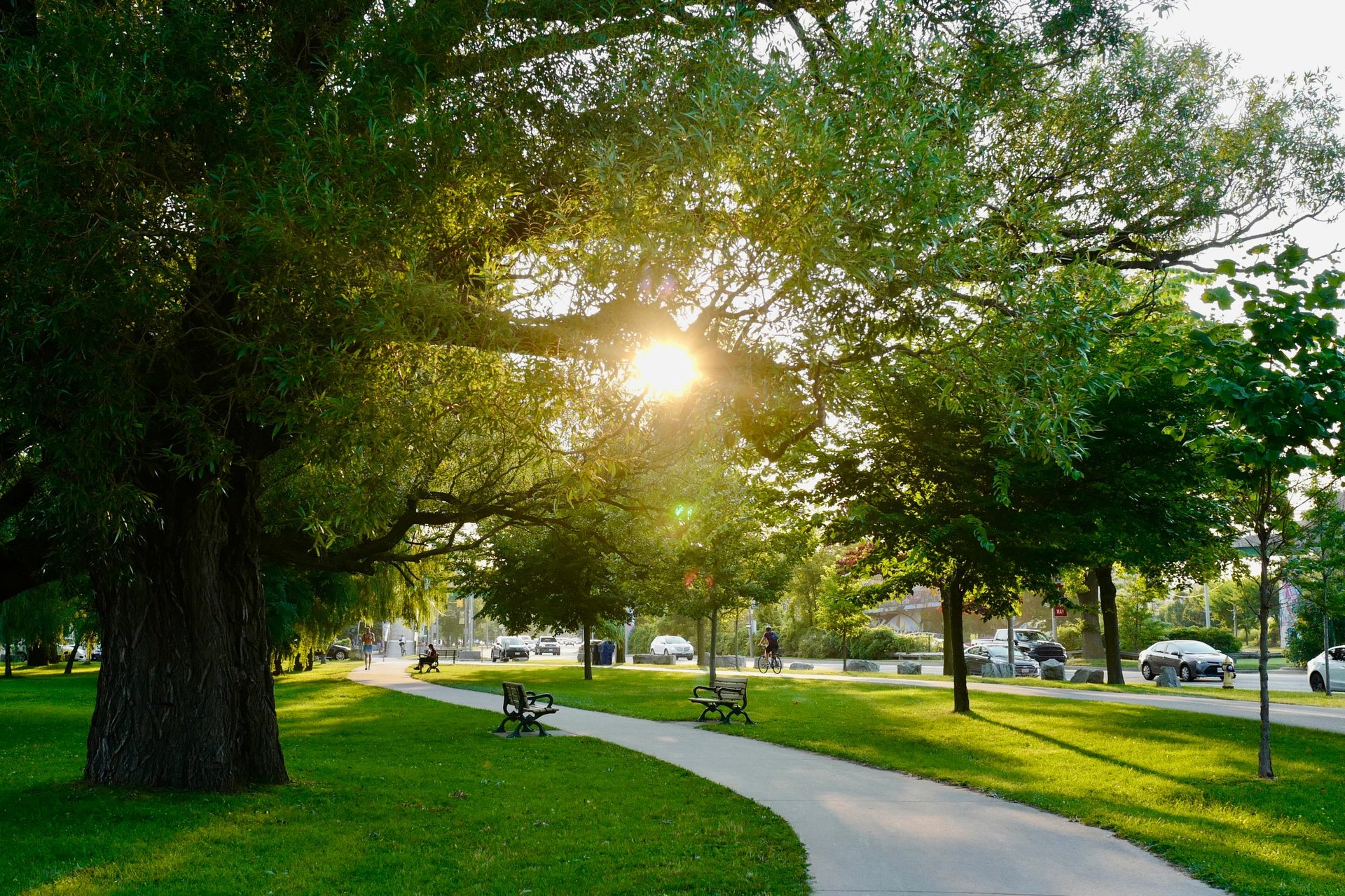 A vibrant summer scene in a city park, where a wide sidewalk leads through the green space, lined with sturdy, tall trees. The sunlight filters through the gaps in the leaves, casting dappled light onto the park benches and the ground below.